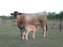 2-4_1stcalf_heifer_dayold_heifer_calf_250x188