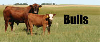 Bull